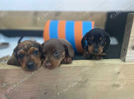 Family-Raised Dachshund Puppies for Sale - 2 Boys & 1 Girl Ready from 25th May!