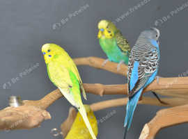 Baby budgies for sale,19