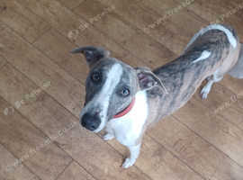 KC whippets bonded pair
