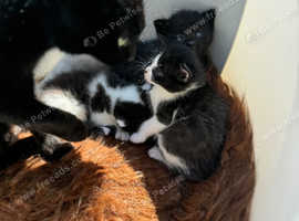 Cute kittens looking for a forever, loving home