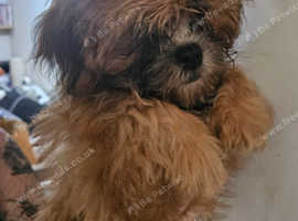 Shichon /Zuchon puppies (Shih tzu x Bichon)