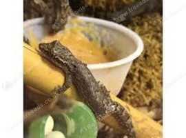 Mourning geckos