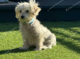Maltese puppies