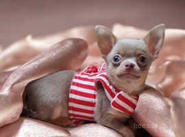 Miniature chihuahua 2024 for sale