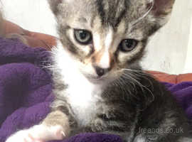 Beautiful leperm x British shorthair male kitten