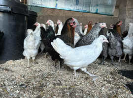Hybrid laying hens