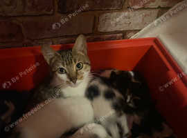 3 kittens £60
