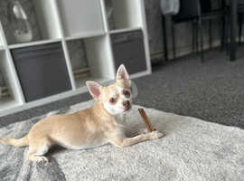 2 year old male Chihuahua Charlie