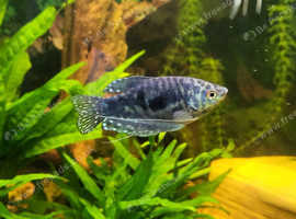 Blue Gourami Male For Sale