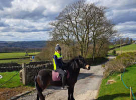 Exmoor x pony for sale or LWVTB