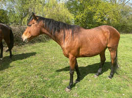 Riding mare 16hh