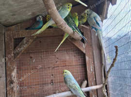 Lovely budgies