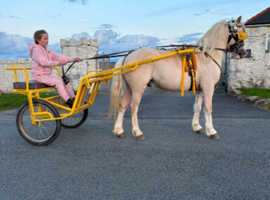 Burt, 11.2h palomino registered section A