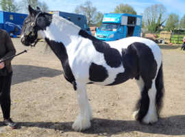 Traditional cob 7 years 14hh