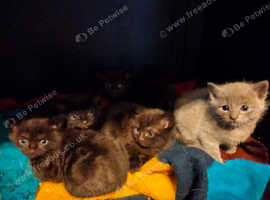5 Beautiful Kittens Looking For A New Home