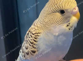 Baby budgie ready now