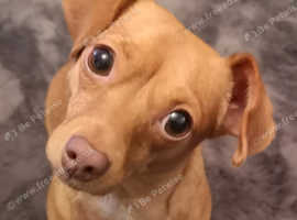 Chiweenie For Sale