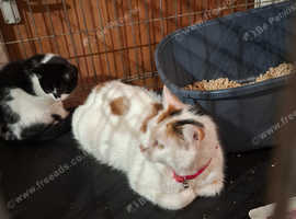 2 tabby male kittens ready to go