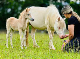 Cremello sec A Mare companion pony