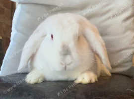 Sterilized vaccinated lovely rabbit