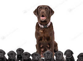 1 little boy available Stunning KC black Labrador puppies fullyhealth tested Parents