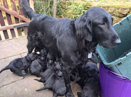 Flatcoat  puppies looking for new homes