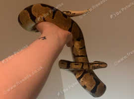 Male ball python and Viv plus extras