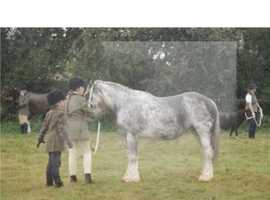 Hermits Bambi 13.2hh Blue Blagdon Mare