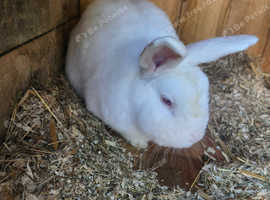 Rabbit