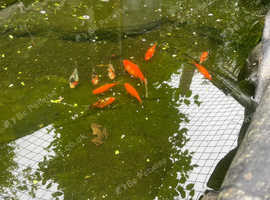 10 koi fish