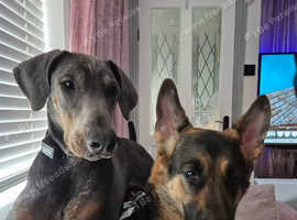 12 month old blue doberman girl