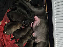 Staffordshire bull terrier pups people pictures on as well