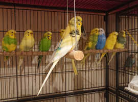 various budgies available