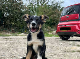 Sheepdog x