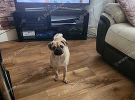 Pug x