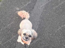 Dog walking bridgwater/taunton
