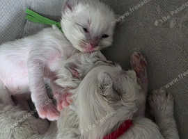 Beautiful ragdolls to reserve