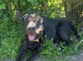 American bulldog cross Staffordshire bull terrior