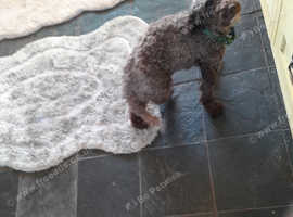 F 1 breed cockapoo x cocker spaniel puppies