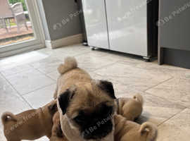 Adorable Pug Puppies for Sale - £700 Each