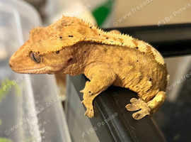Male Crested geckos