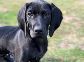 Gorgeous Weimaraner x Vizsla Puppy
