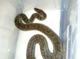 African rock python