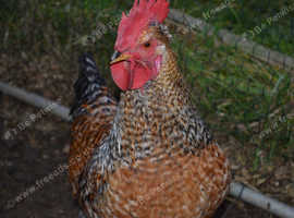 speckeldy cockerel (bat hen X scotts dumpy)