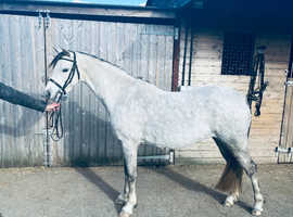 Breed in the purple Welsh section B mare