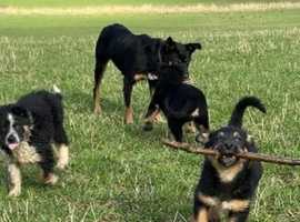 Agility / Sheepdog Trials Prospect Pups