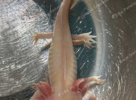 Axolotl