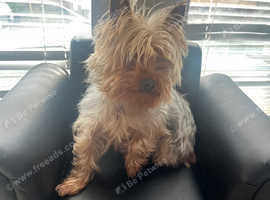 Rehome family pet