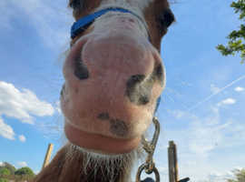 WANTED ASAP grazing/stables DIY near mold