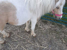 Miniature Shetland colt 2yrs palomino and white